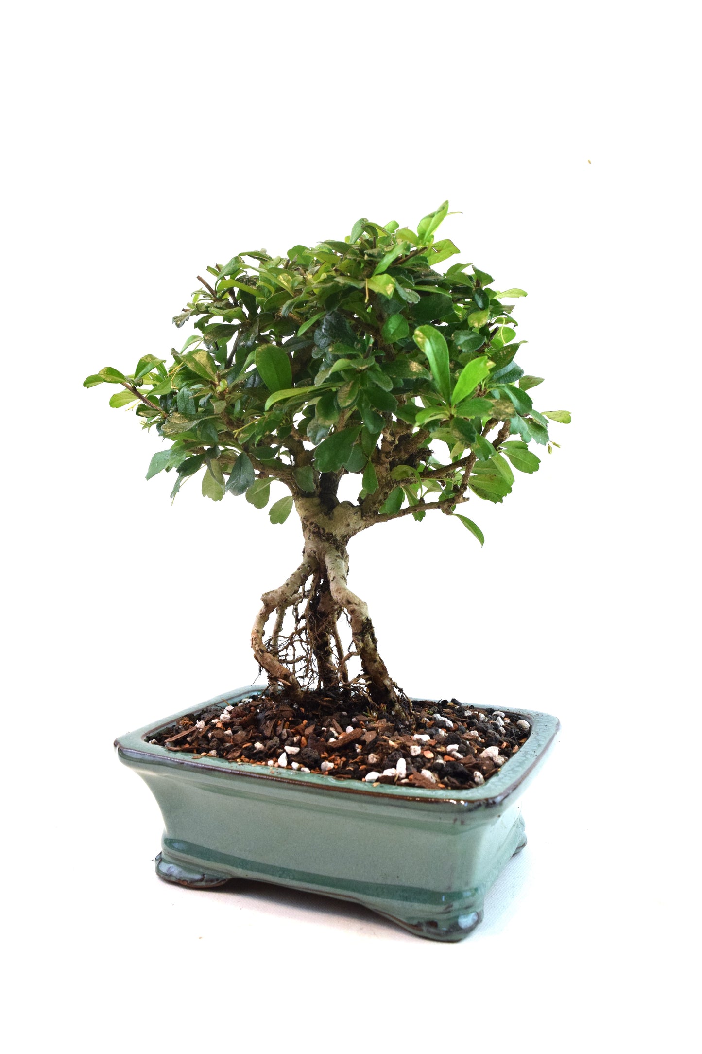 Fukien Tea Bonsai Ceramic 7.5" Pot - One of a Kind Bonsai