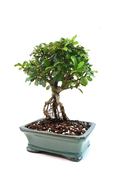 Fukien Tea Bonsai Ceramic 7.5" Pot - One of a Kind Bonsai