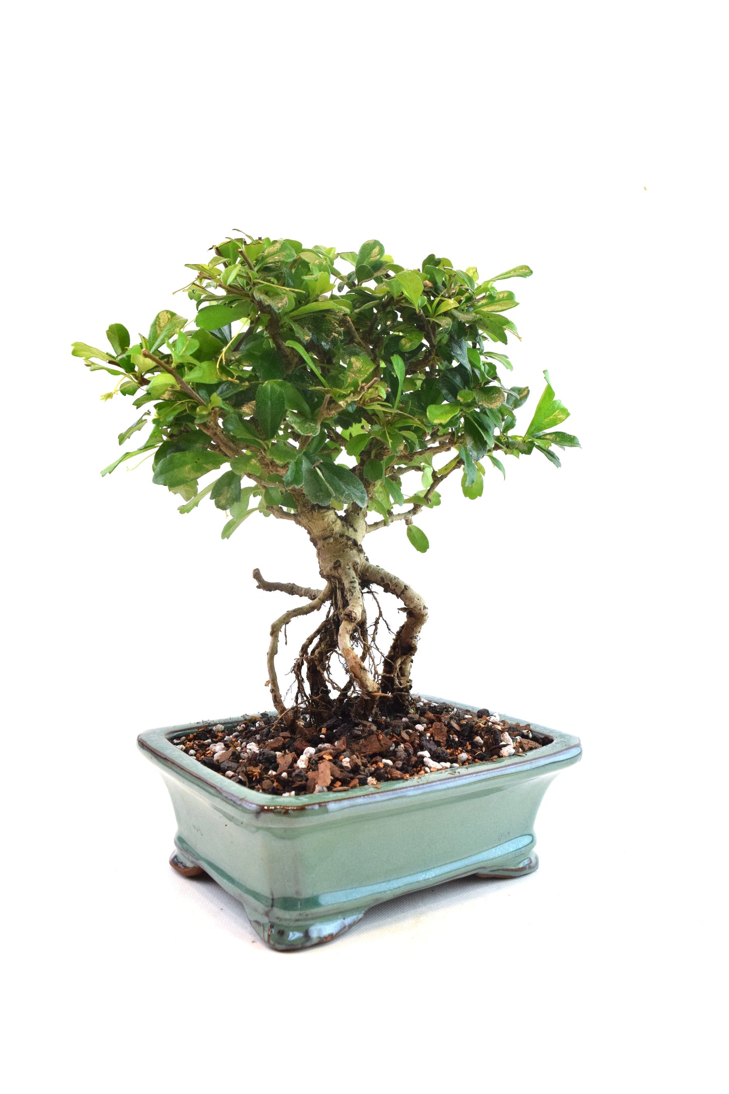 Fukien Tea Bonsai Ceramic 7.5" Pot - One of a Kind Bonsai
