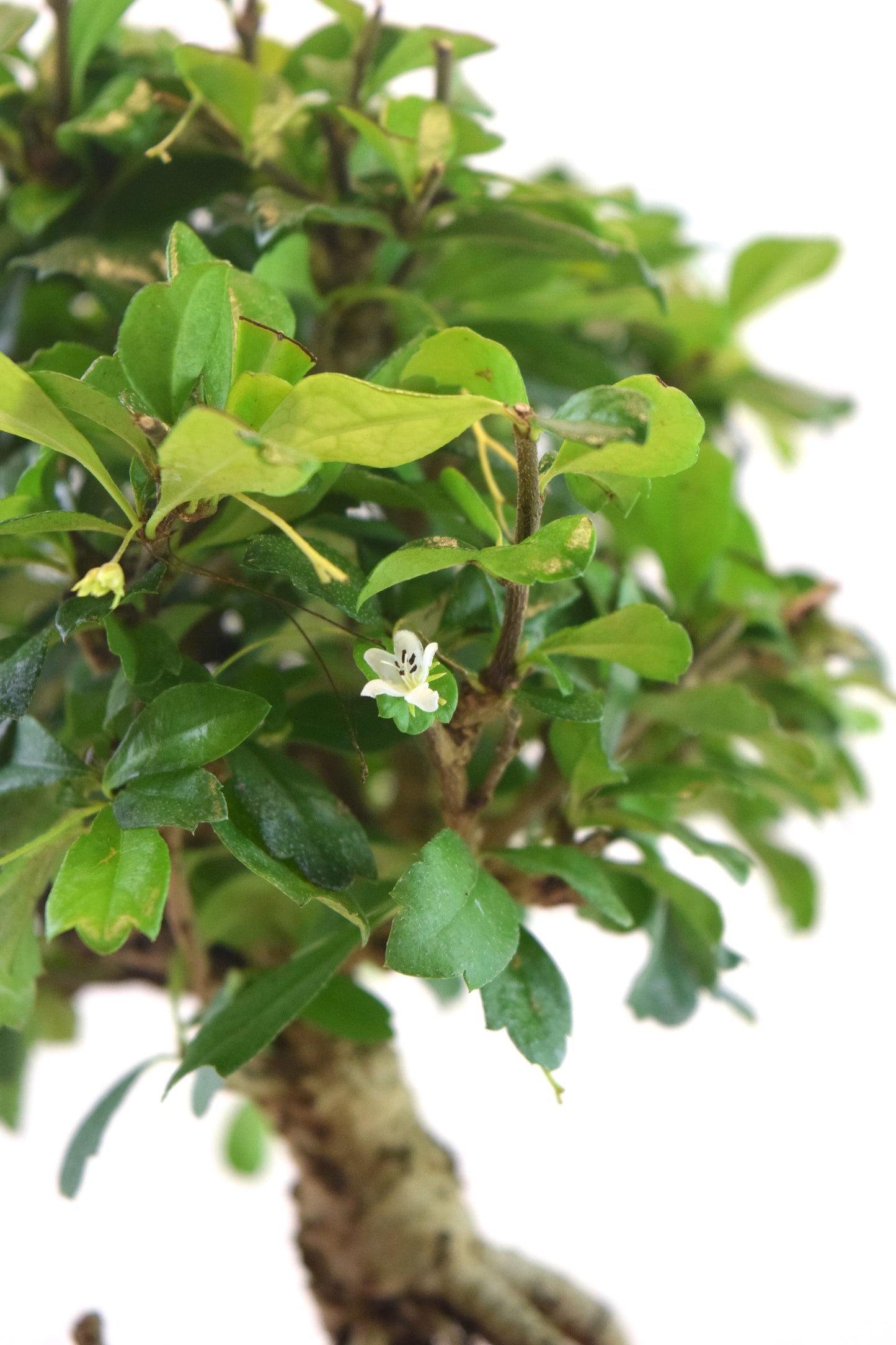 Fukien Tea Bonsai Ceramic 7.5" Pot - One of a Kind Bonsai
