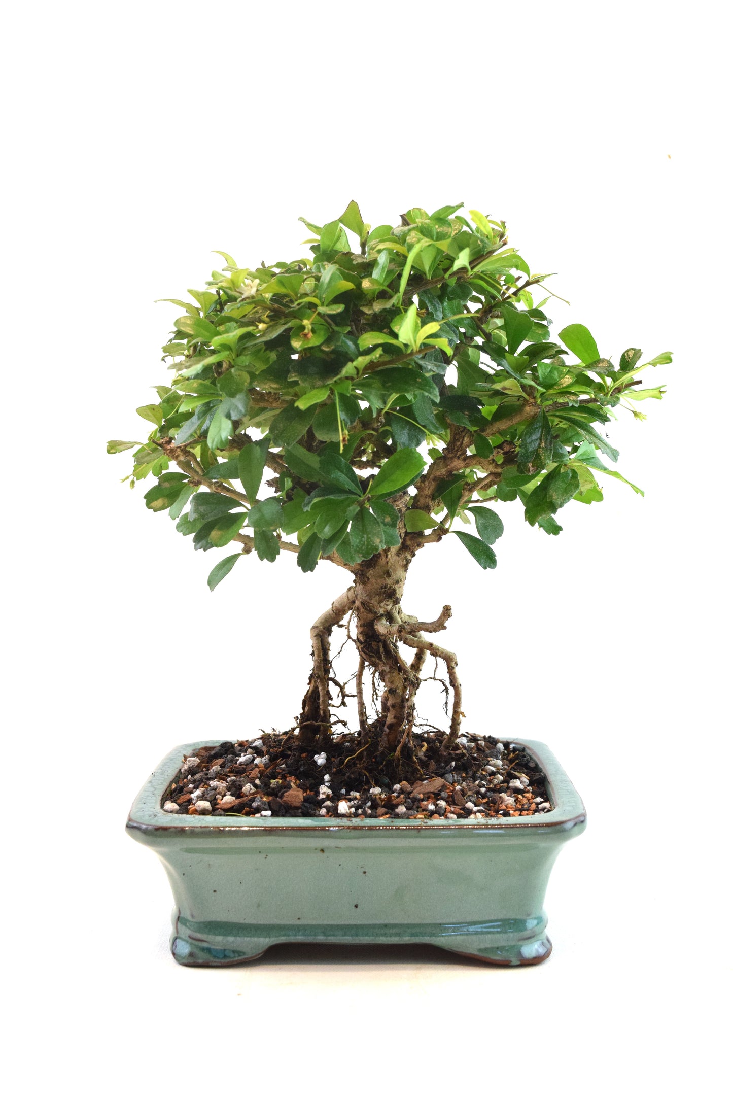 Fukien Tea Bonsai Ceramic 7.5" Pot - One of a Kind Bonsai