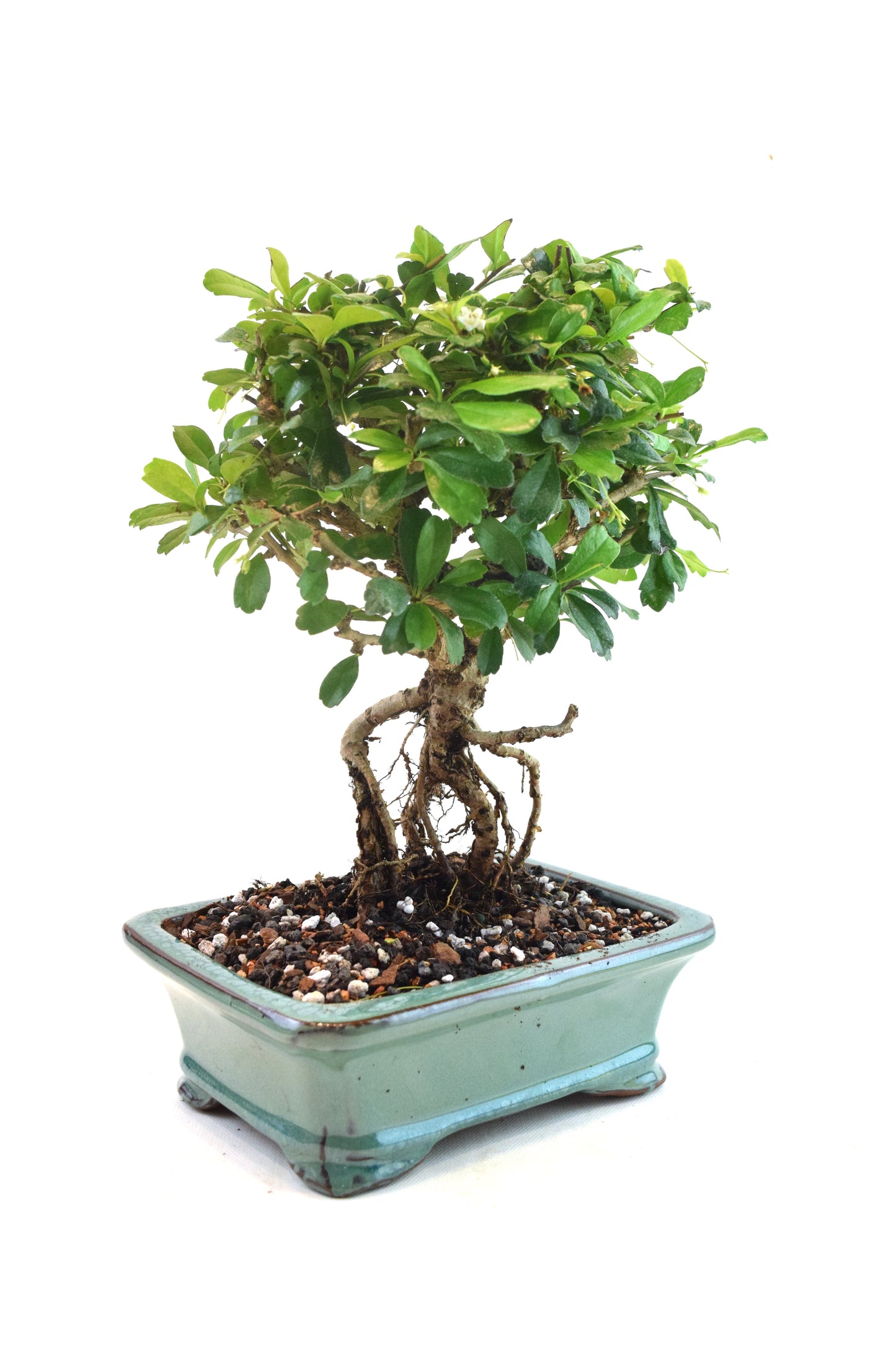Fukien Tea Bonsai Ceramic 7.5" Pot - One of a Kind Bonsai