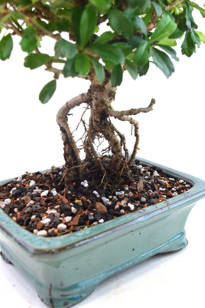 Fukien Tea Bonsai Ceramic 7.5" Pot - One of a Kind Bonsai