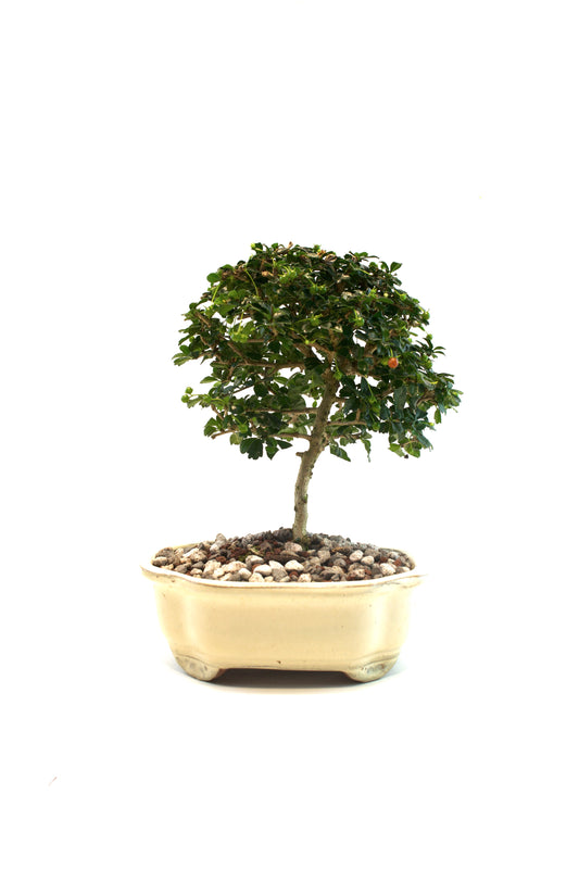 Fukien Tea Bonsai Ceramic 7" Pot - One of a Kind Bonsai