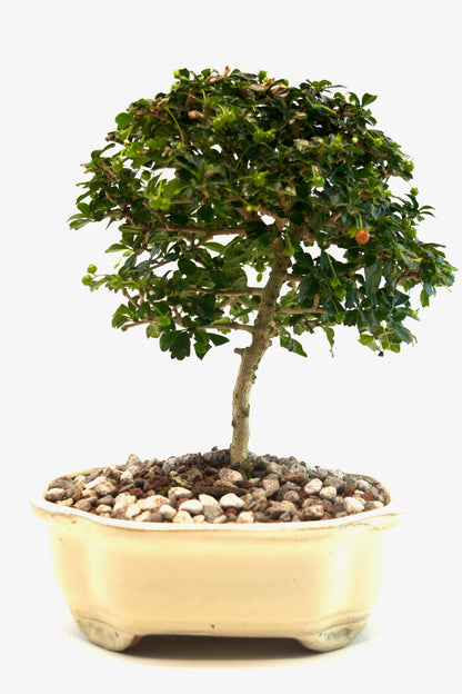Fukien Tea Bonsai Ceramic 7" Pot - One of a Kind Bonsai