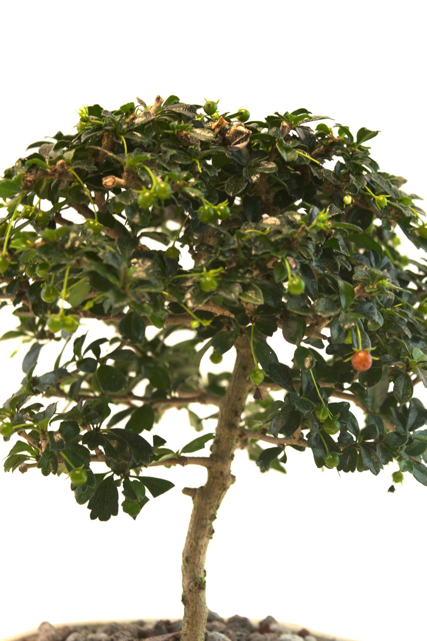 Fukien Tea Bonsai Ceramic 7" Pot - One of a Kind Bonsai