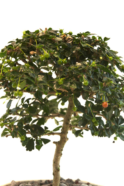 Fukien Tea Bonsai Ceramic 7" Pot - One of a Kind Bonsai