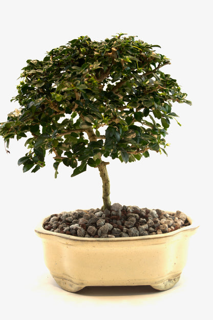 Fukien Tea Bonsai Ceramic 7" Pot - One of a Kind Bonsai