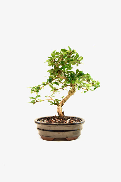 Fukien Tea Bonsai Ceramic 7" Pot - One of a Kind Bonsai