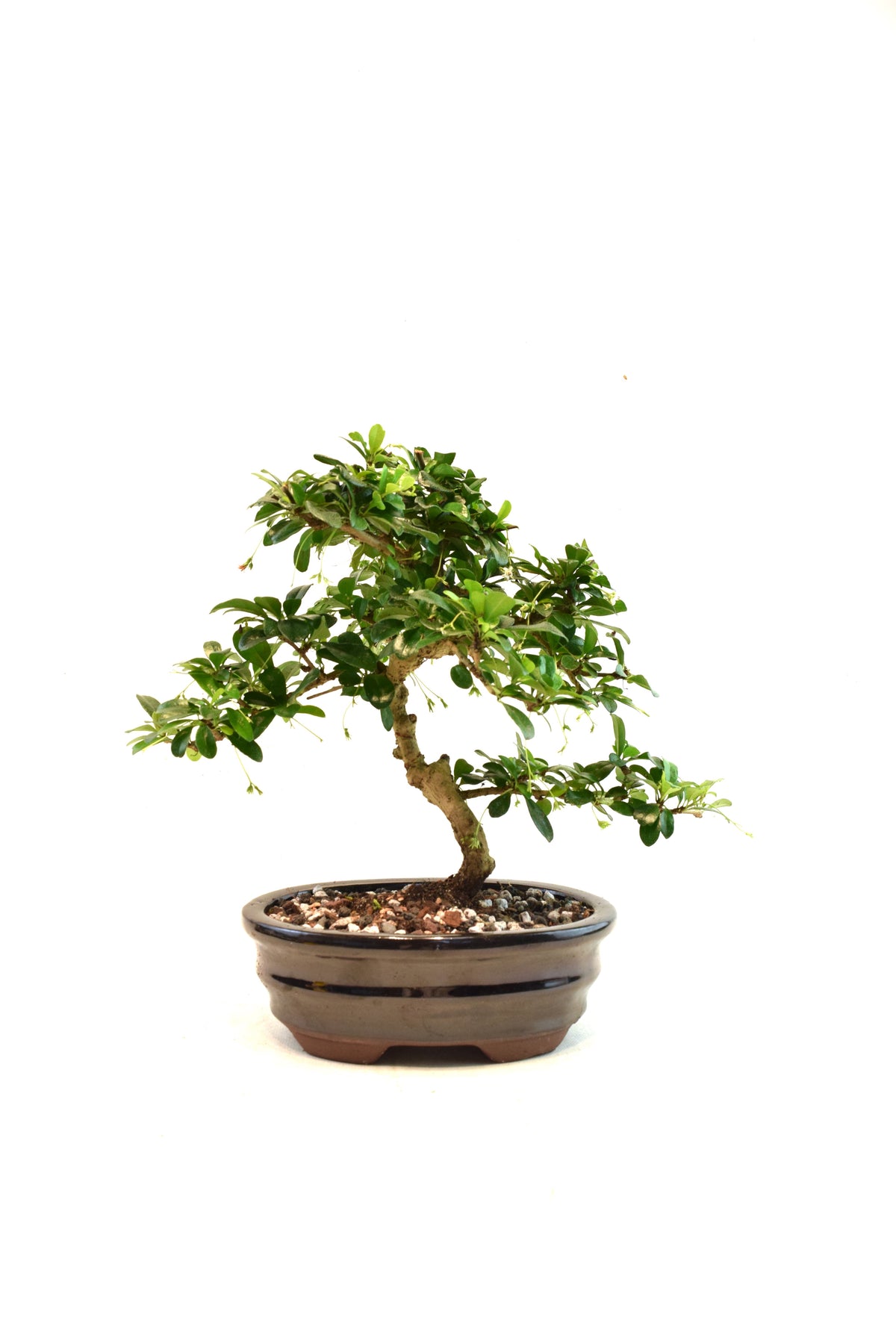Fukien Tea Bonsai Ceramic 7" Pot - One of a Kind Bonsai