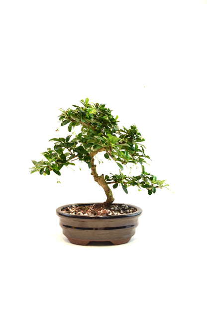 Fukien Tea Bonsai Ceramic 7" Pot - One of a Kind Bonsai
