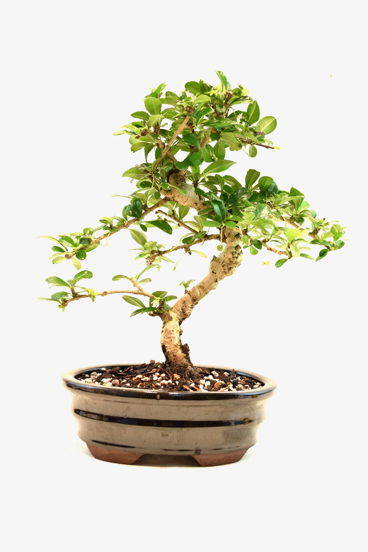 Fukien Tea Bonsai Ceramic 7" Pot - One of a Kind Bonsai