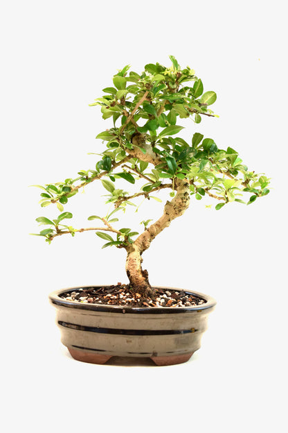 Fukien Tea Bonsai Ceramic 7" Pot - One of a Kind Bonsai