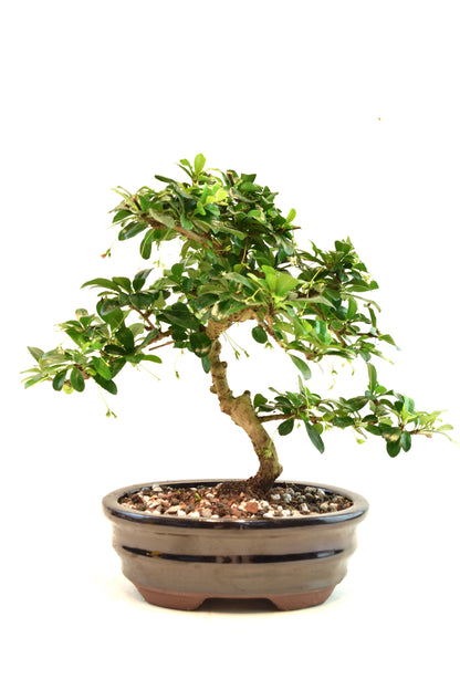 Fukien Tea Bonsai Ceramic 7" Pot - One of a Kind Bonsai