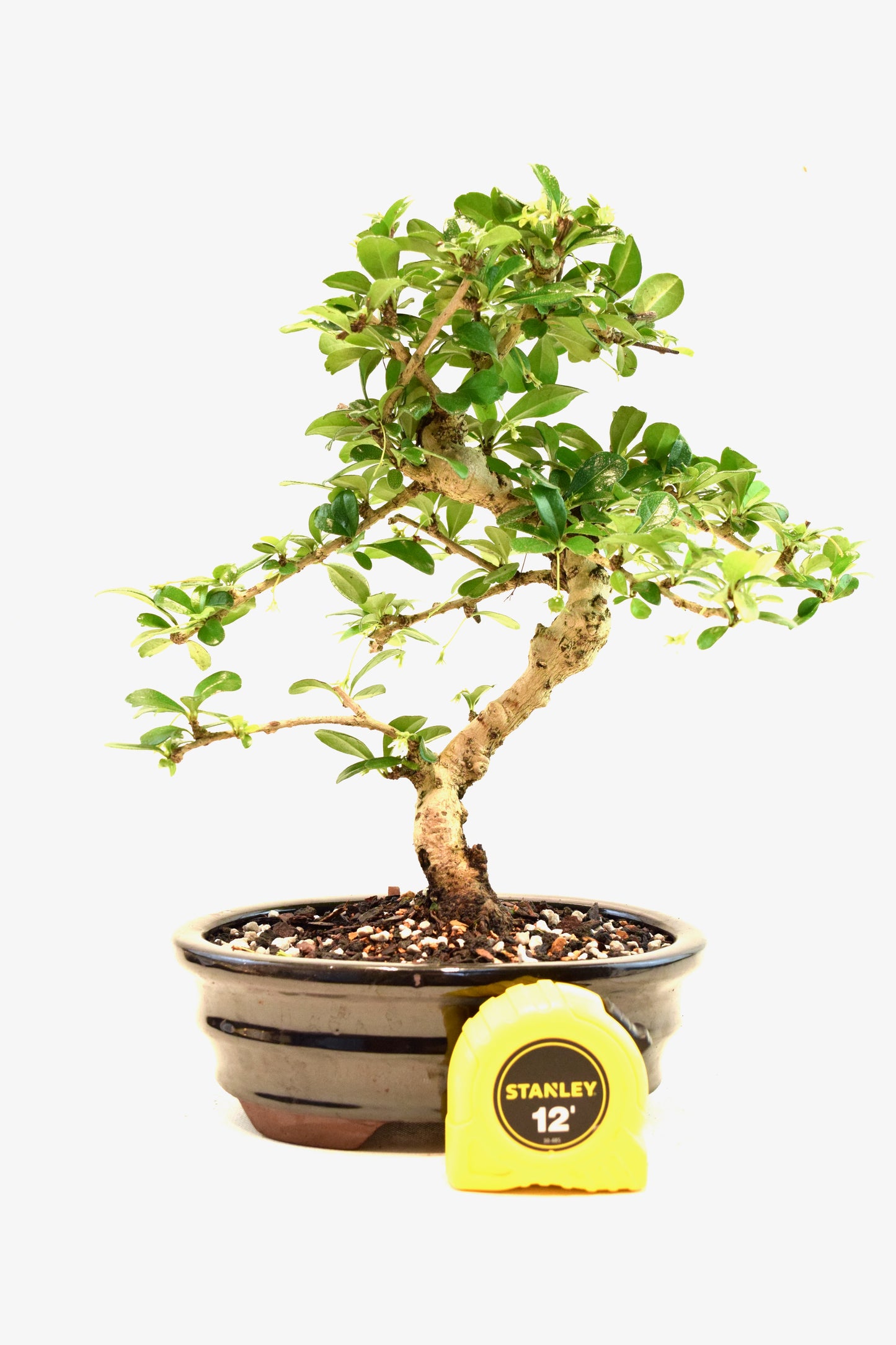 Fukien Tea Bonsai Ceramic 7" Pot - One of a Kind Bonsai