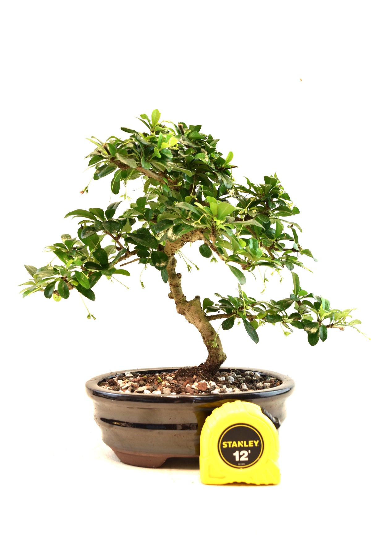 Fukien Tea Bonsai Ceramic 7" Pot - One of a Kind Bonsai