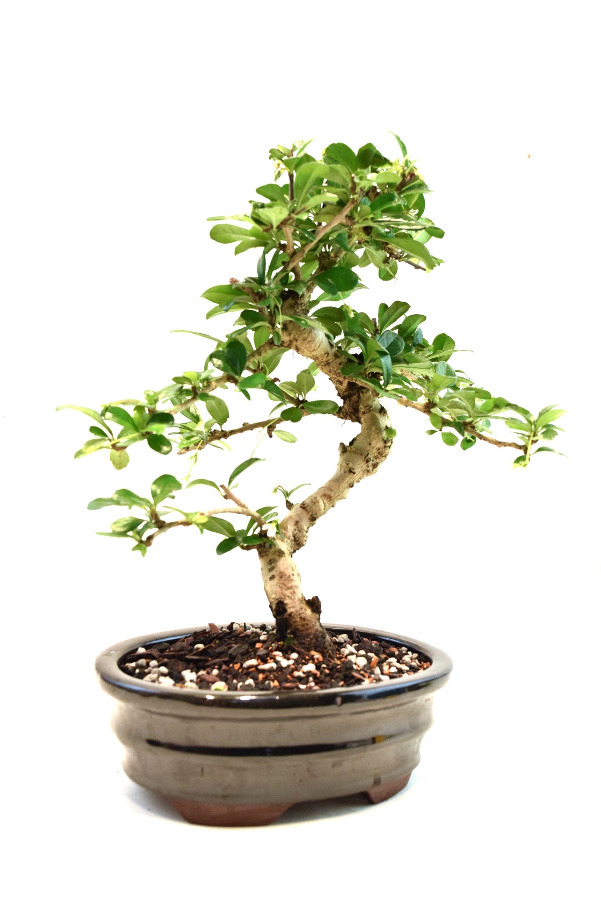 Fukien Tea Bonsai Ceramic 7" Pot - One of a Kind Bonsai