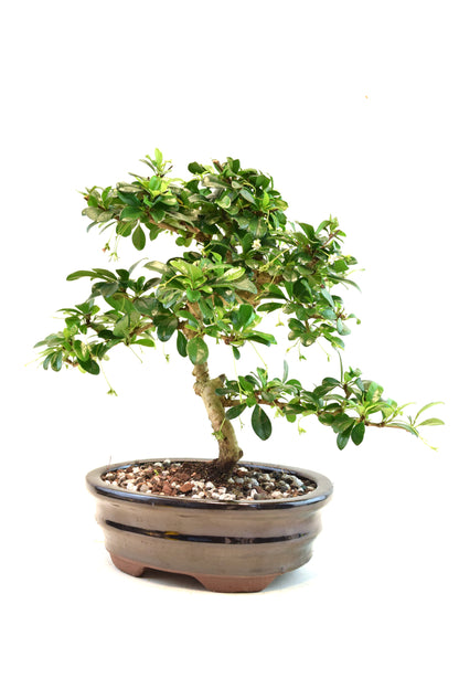 Fukien Tea Bonsai Ceramic 7" Pot - One of a Kind Bonsai