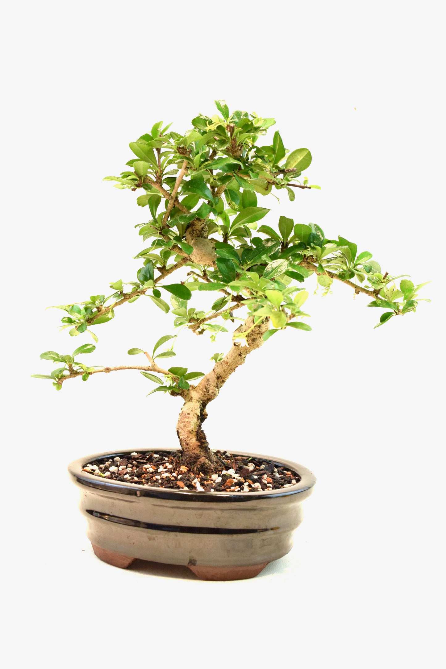 Fukien Tea Bonsai Ceramic 7" Pot - One of a Kind Bonsai