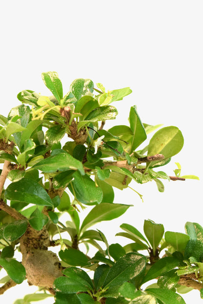 Fukien Tea Bonsai Ceramic 7" Pot - One of a Kind Bonsai