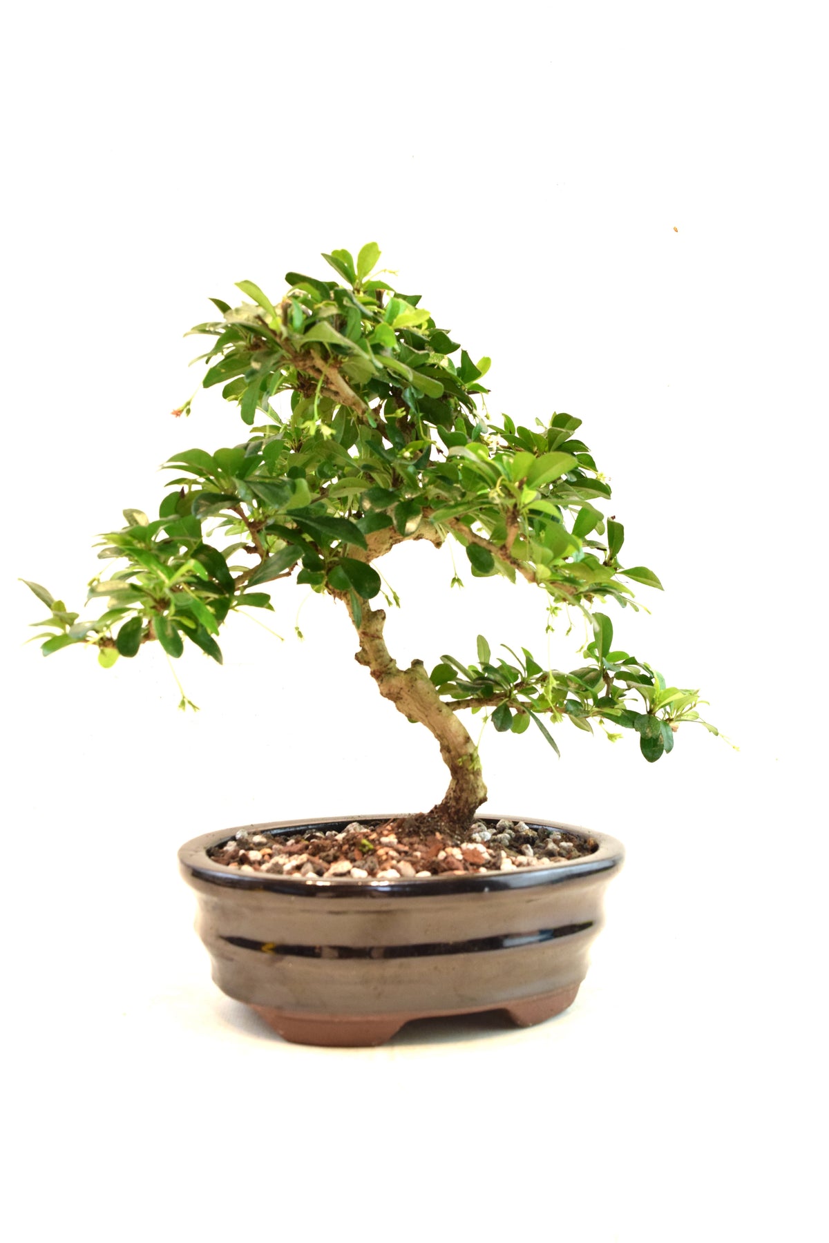 Fukien Tea Bonsai Ceramic 7" Pot - One of a Kind Bonsai