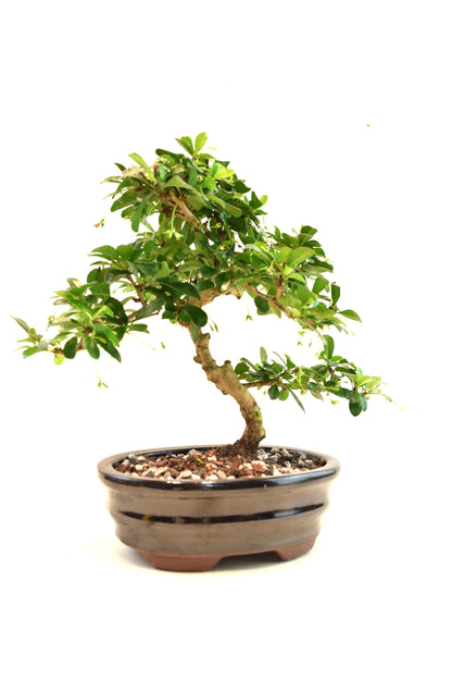Fukien Tea Bonsai Ceramic 7" Pot - One of a Kind Bonsai