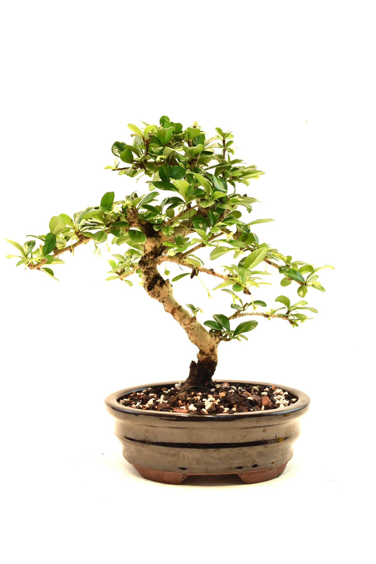 Fukien Tea Bonsai Ceramic 7" Pot - One of a Kind Bonsai