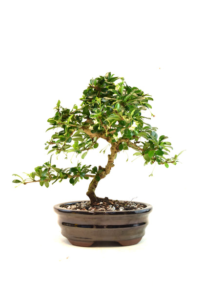 Fukien Tea Bonsai Ceramic 7" Pot - One of a Kind Bonsai