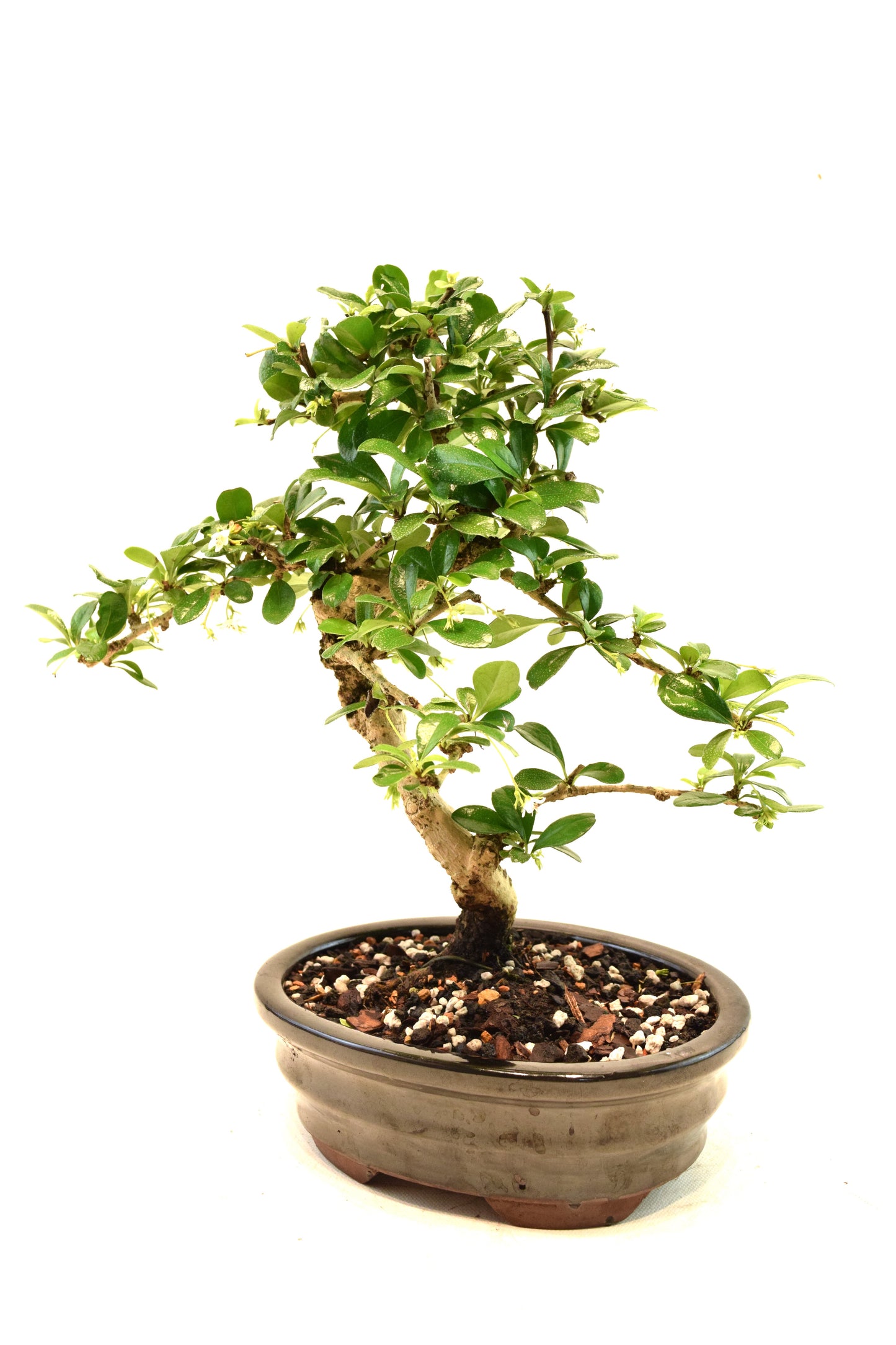 Fukien Tea Bonsai Ceramic 7" Pot - One of a Kind Bonsai