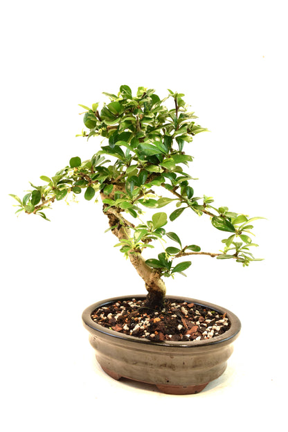 Fukien Tea Bonsai Ceramic 7" Pot - One of a Kind Bonsai