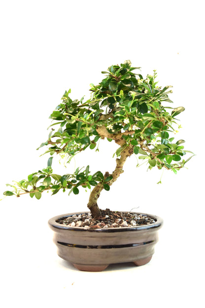Fukien Tea Bonsai Ceramic 7" Pot - One of a Kind Bonsai