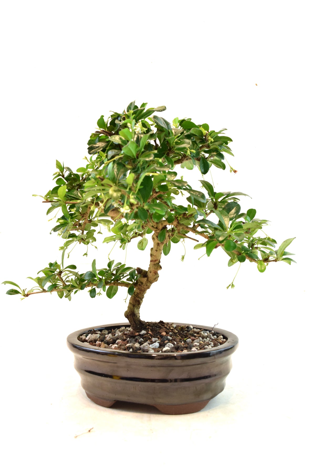 Fukien Tea Bonsai Ceramic 7" Pot - One of a Kind Bonsai