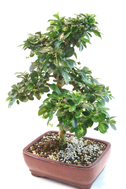 Fukien Tea Bonsai Ceramic 7" Pot - One of a Kind Bonsaii