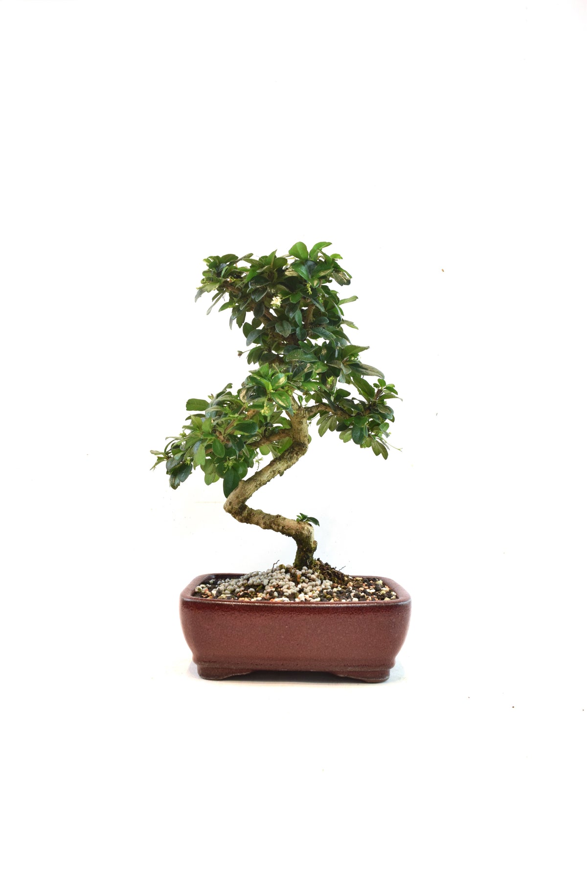 Fukien Tea Bonsai Ceramic 7" Pot - One of a Kind Bonsaii