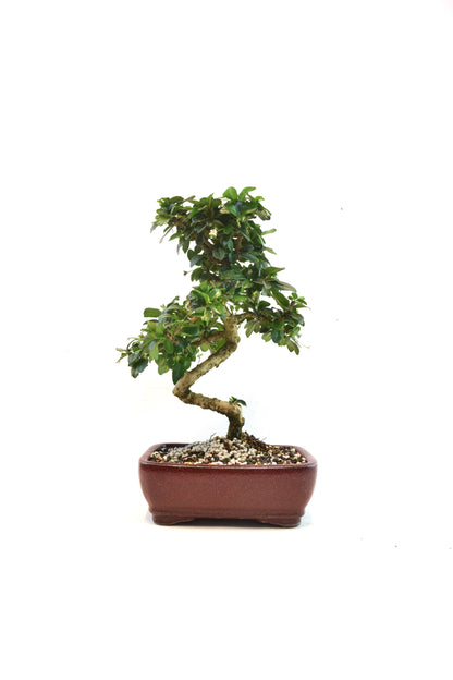 Fukien Tea Bonsai Ceramic 7" Pot - One of a Kind Bonsaii