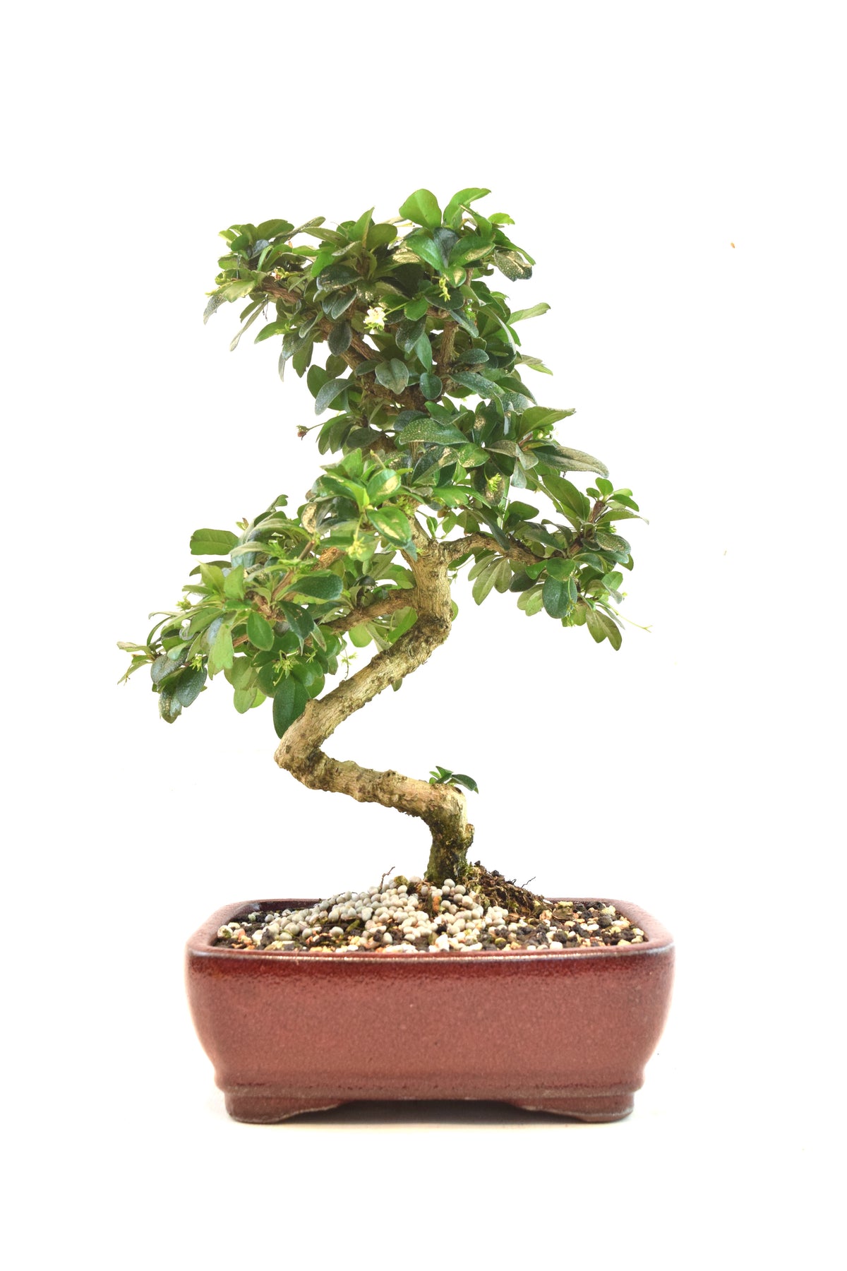 Fukien Tea Bonsai Ceramic 7" Pot - One of a Kind Bonsaii
