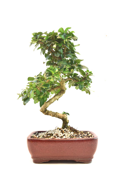 Fukien Tea Bonsai Ceramic 7" Pot - One of a Kind Bonsaii