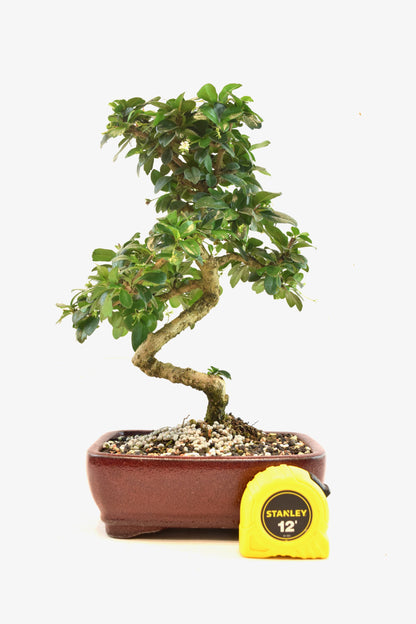 Fukien Tea Bonsai Ceramic 7" Pot - One of a Kind Bonsaii