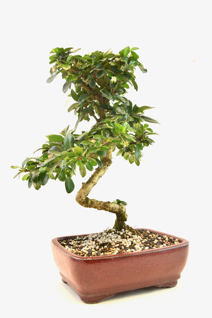 Fukien Tea Bonsai Ceramic 7" Pot - One of a Kind Bonsaii