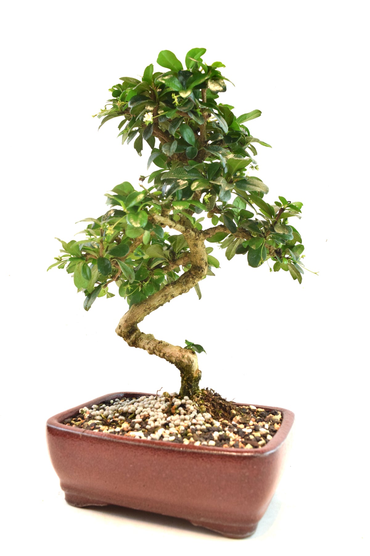 Fukien Tea Bonsai Ceramic 7" Pot - One of a Kind Bonsaii