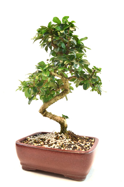 Fukien Tea Bonsai Ceramic 7" Pot - One of a Kind Bonsaii