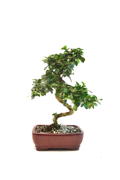Fukien Tea Bonsai Ceramic 7" Pot - One of a Kind Bonsaii