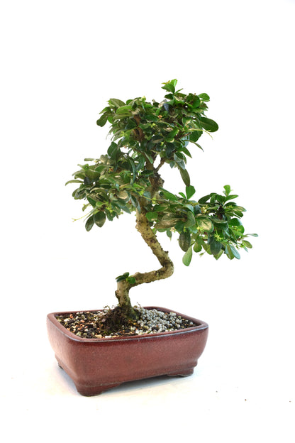 Fukien Tea Bonsai Ceramic 7" Pot - One of a Kind Bonsaii
