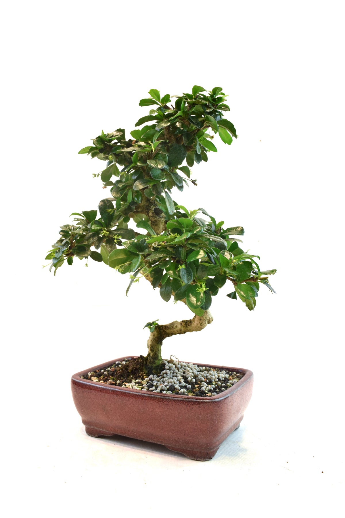 Fukien Tea Bonsai Ceramic 7" Pot - One of a Kind Bonsaii