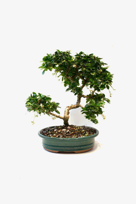 Fukien Tea Bonsai Ceramic 8" Pot - One of a Kind Bonsai