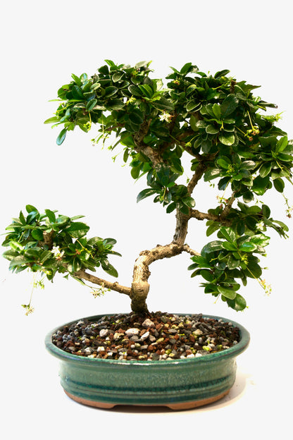 Fukien Tea Bonsai Ceramic 8" Pot - One of a Kind Bonsai