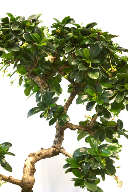 Fukien Tea Bonsai Ceramic 8" Pot - One of a Kind Bonsai