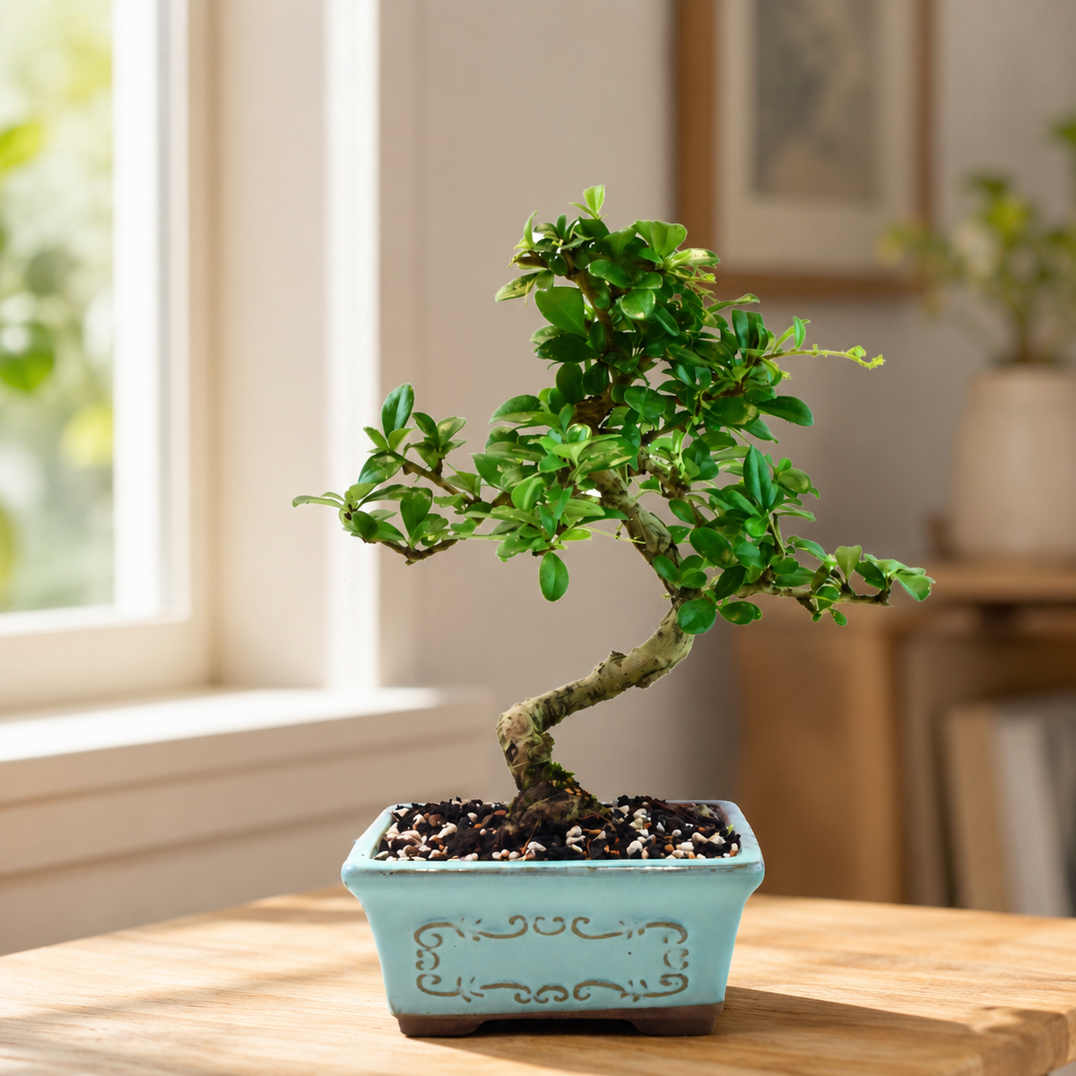 Fukien Tea Bonsai Ceramic 6" Pot - One of a Kind Bonsai