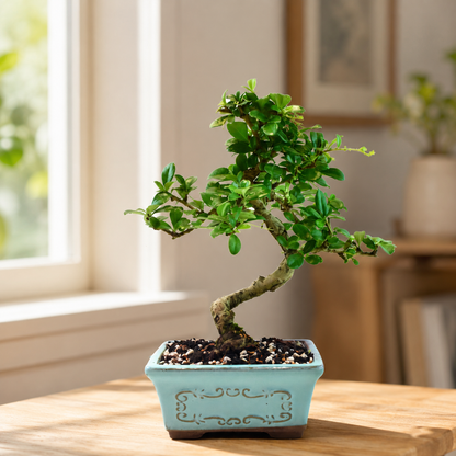 Fukien Tea Bonsai Ceramic 6" Pot - One of a Kind Bonsai