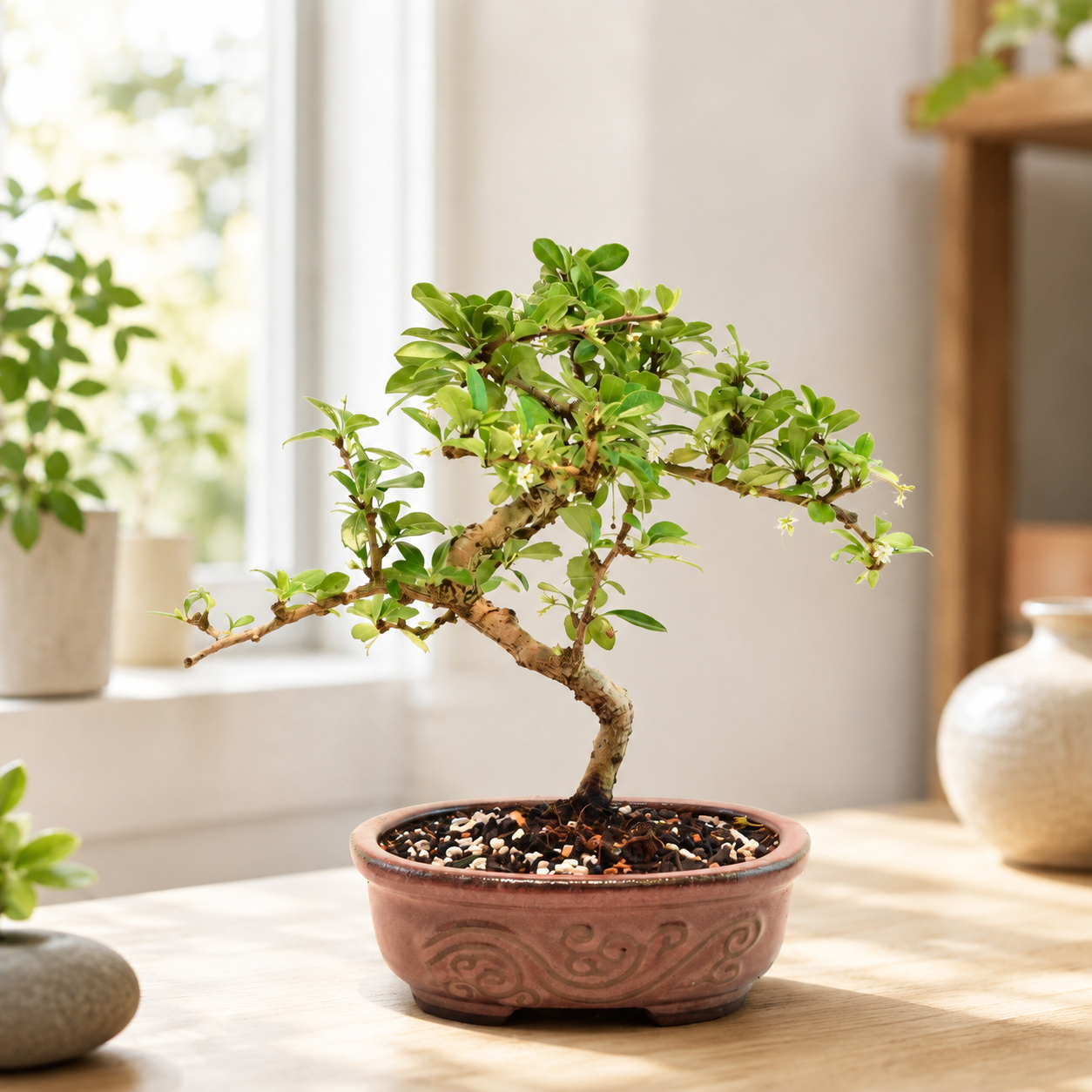 Fukien Tea Bonsai Ceramic 7" Pot - One of a Kind Bonsai